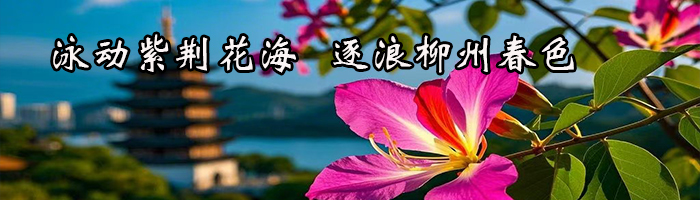 2025柳州紫荆花节畅游柳江活动